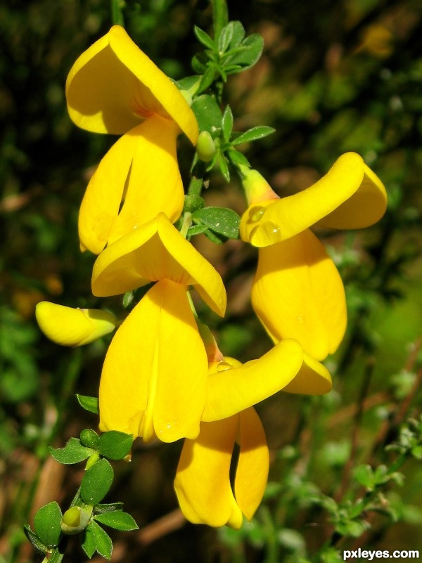 Broom Flowers